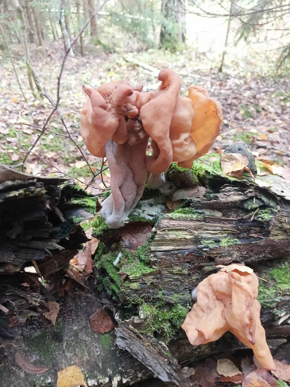 🍄‍🟫 Необычные грибы находят в лесах Псковской области