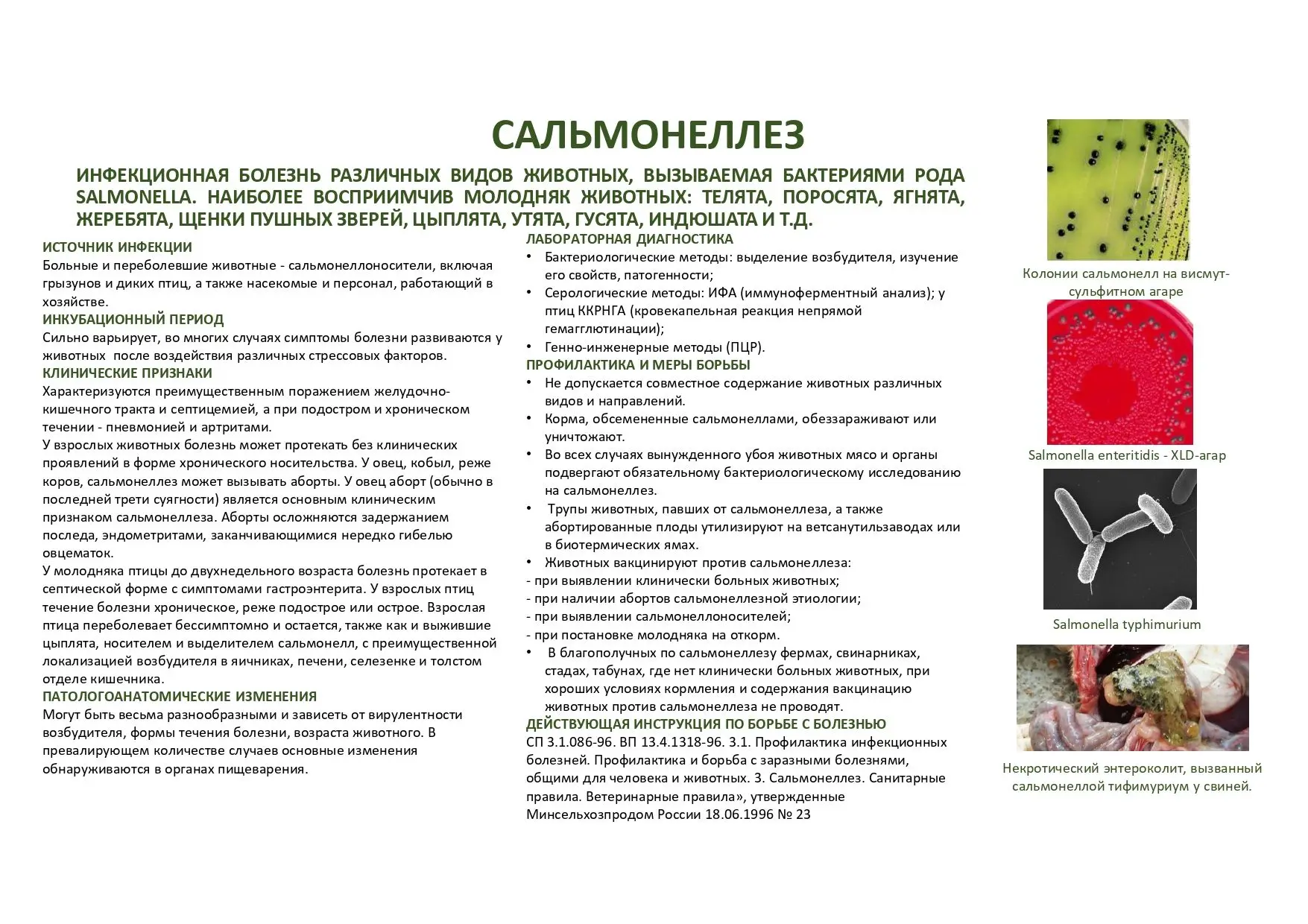 ПРОФИЛАКТИКА САЛЬМОНЕЛЛЕЗА
