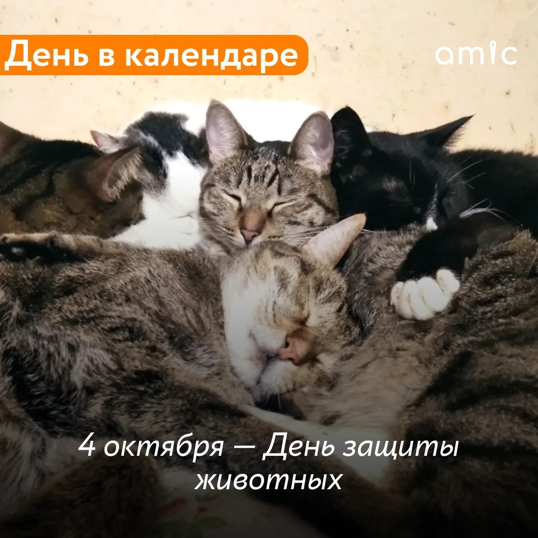 Сегодня отмечается День защиты животных. Праздник учредили в 1931 году во Флоренции на ...