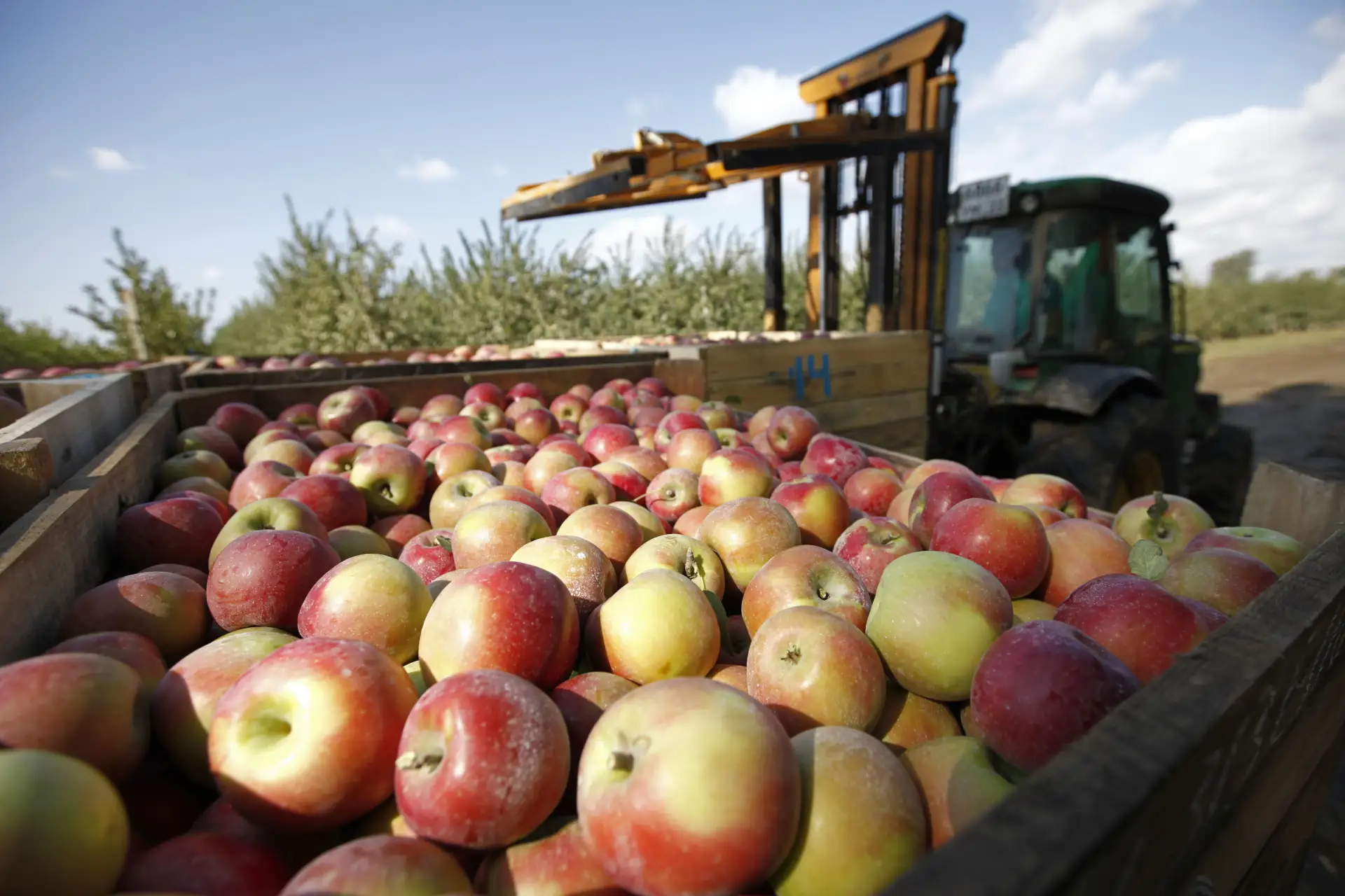 🍎🌳В Краснодарском крае собрали уже больше четырех тысяч тонн яблок. Сейчас в самом ра...