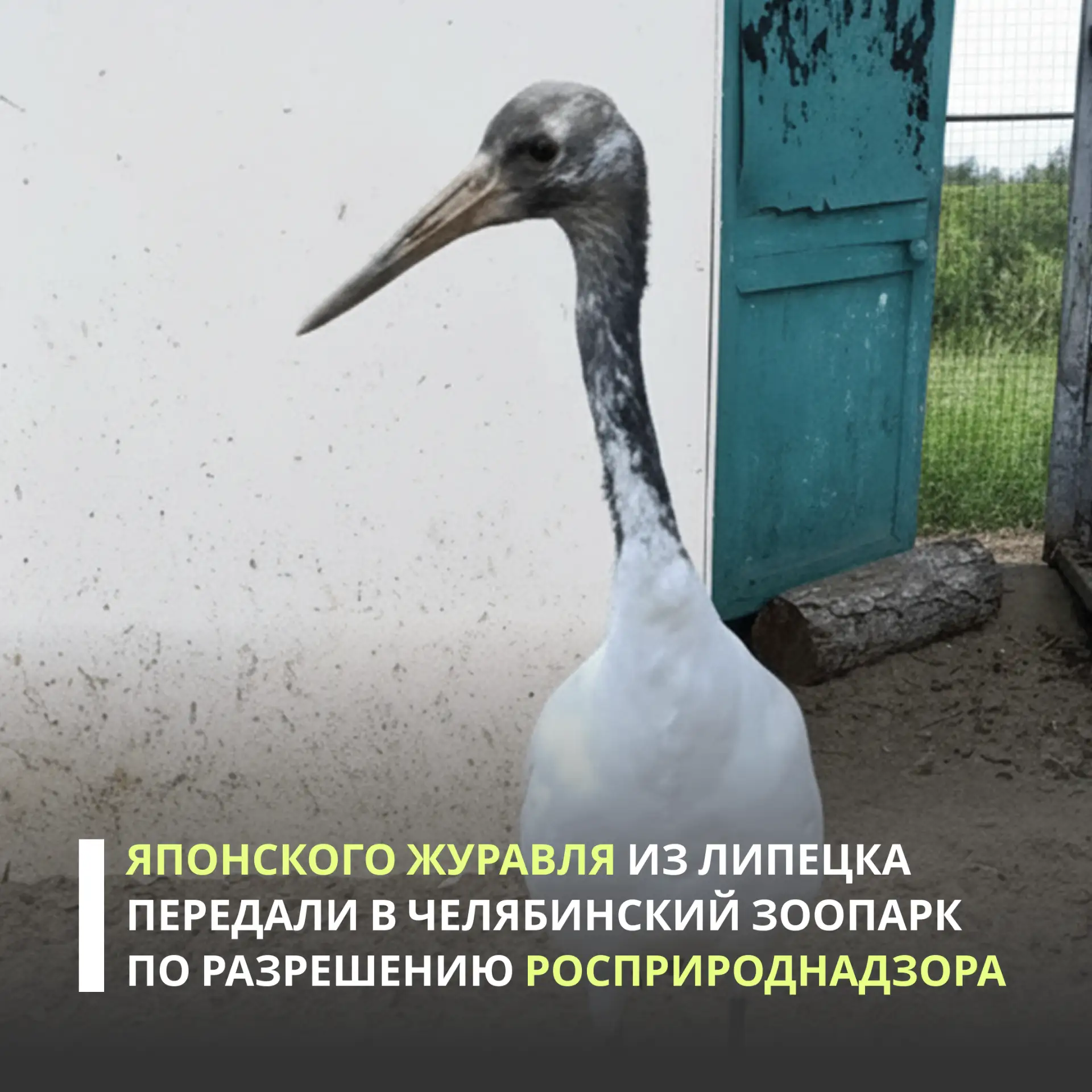 Центрально-Черноземное управление проконтролировало передачу самца японского журавля из Липецкого зо