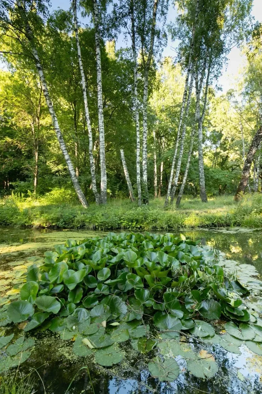 Кувшинки на Путяевских прудах в Сокольниках.