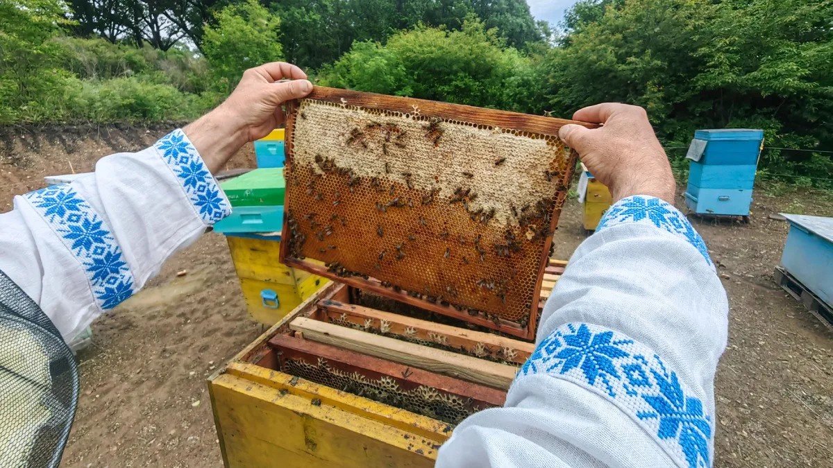 Один гектар — а идей может быть гораздо больше 🐝