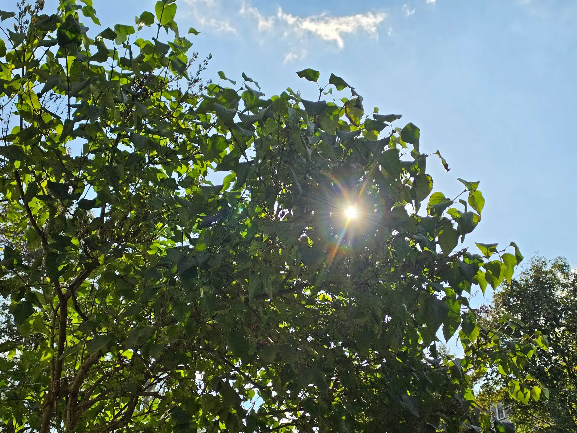 🌱 Доброе утро, Луховицы!