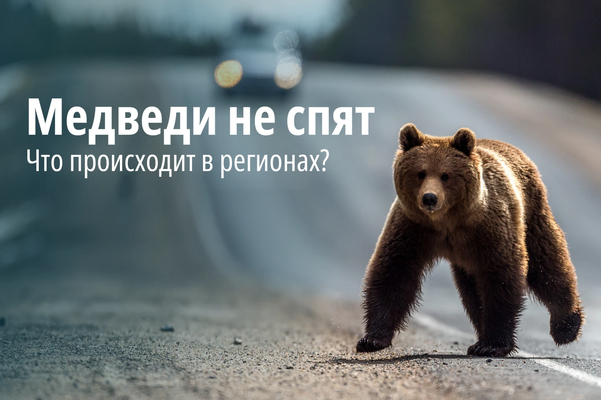 Медведи на Чукотке до сих пор не залегли в спячку из-за затяжной оттепели. Кроме того, ...