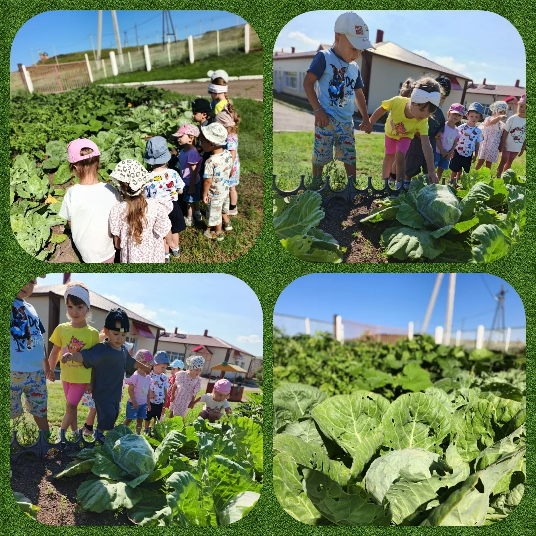 Белобока, круглобока, Пышной зеленью одета. Ты, капуста, всем знакома, Словно солнышком...