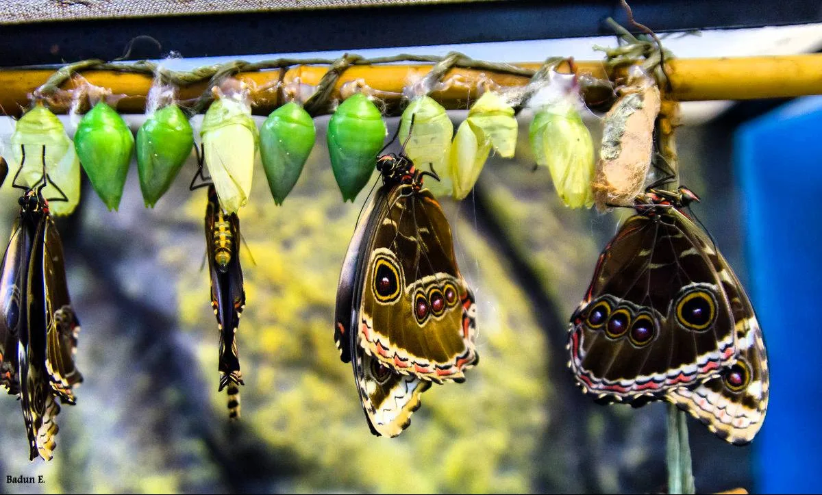 🦋 Московский дом бабочек на ВДНХ