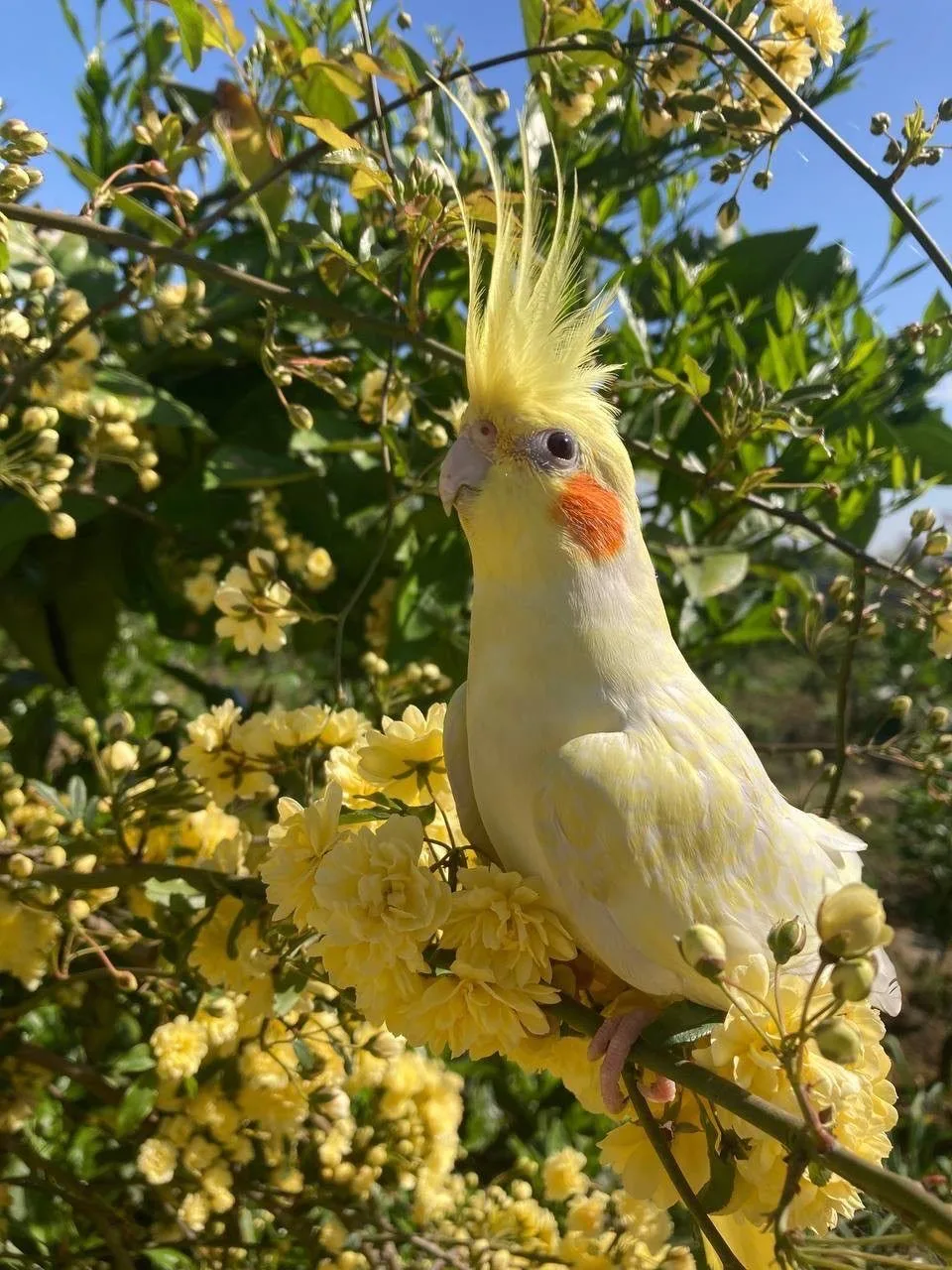 🦜Попугаи дают имена своим птенцам