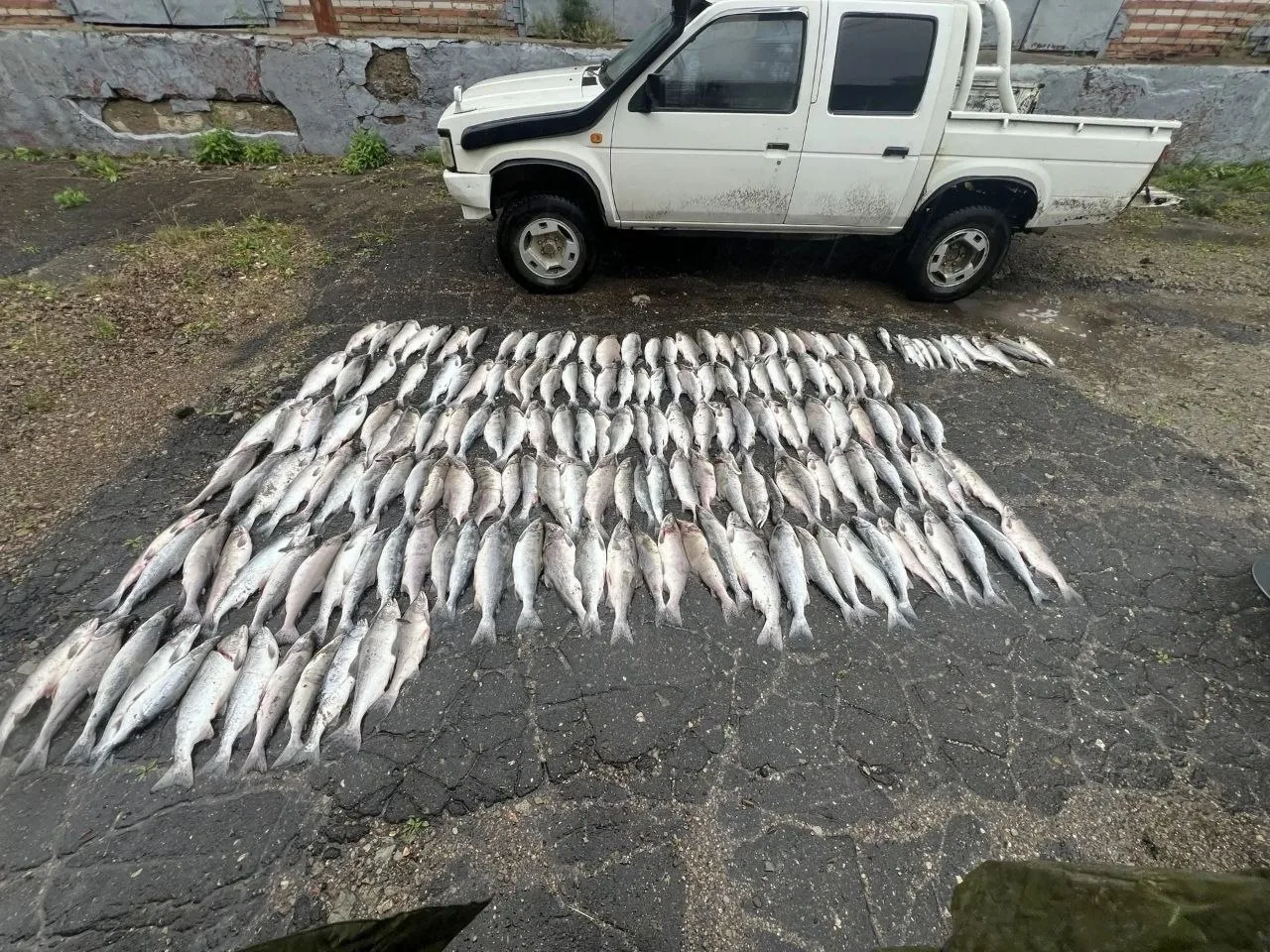 В Николаевском районе задержаны трое рыбаков с 187 лососёвыми и 50 кг икры 🐟😡