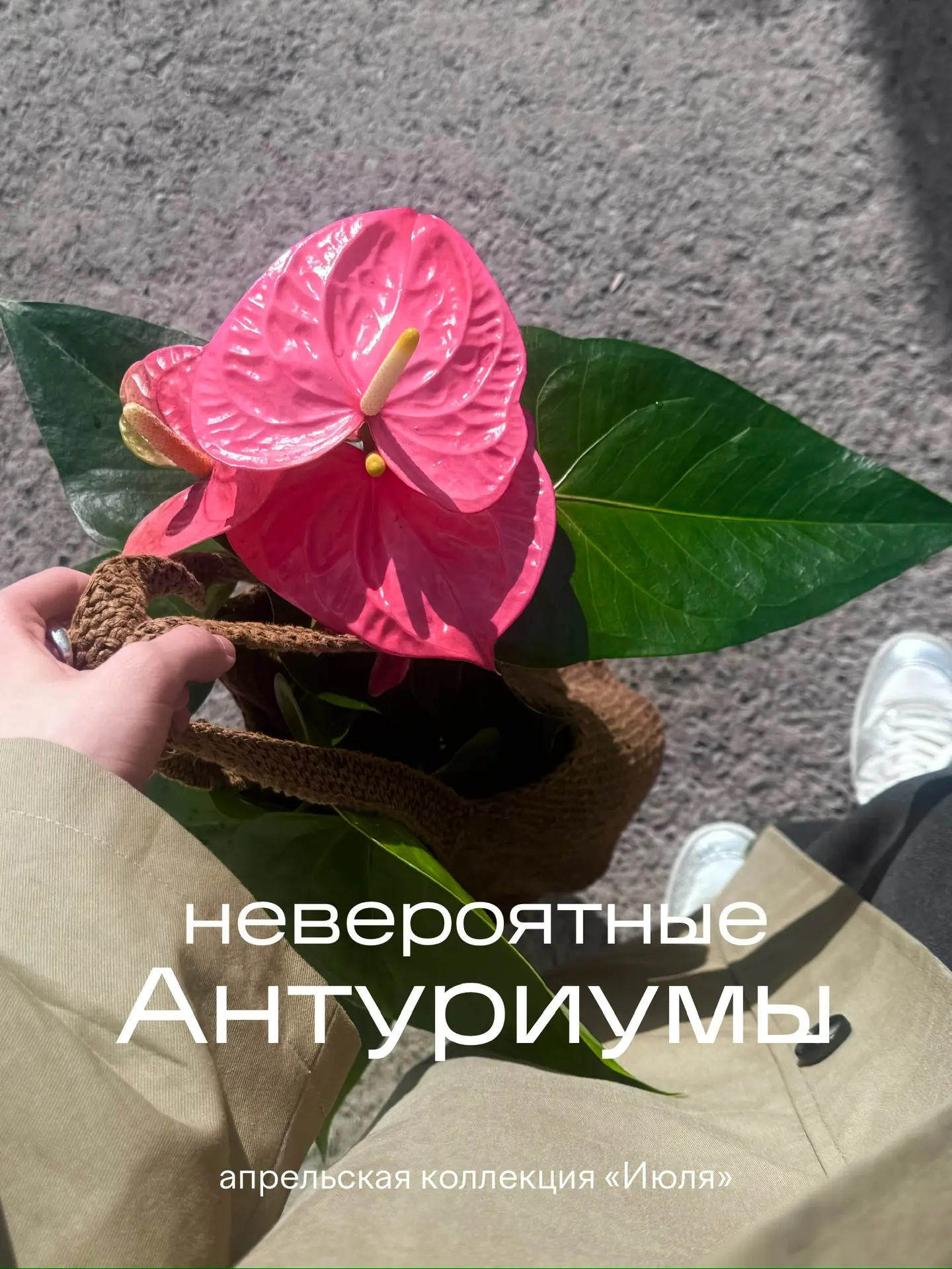 Настоящий букет в горшке 💓