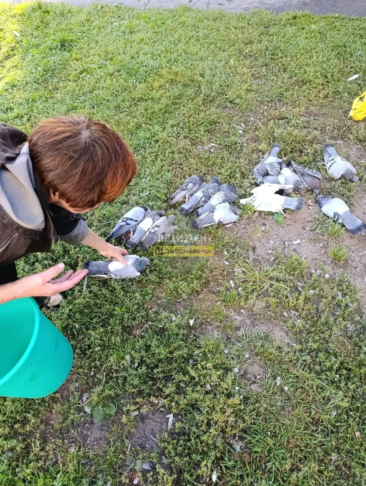 Массовое отравление голубей обнаружено в Калининском районе