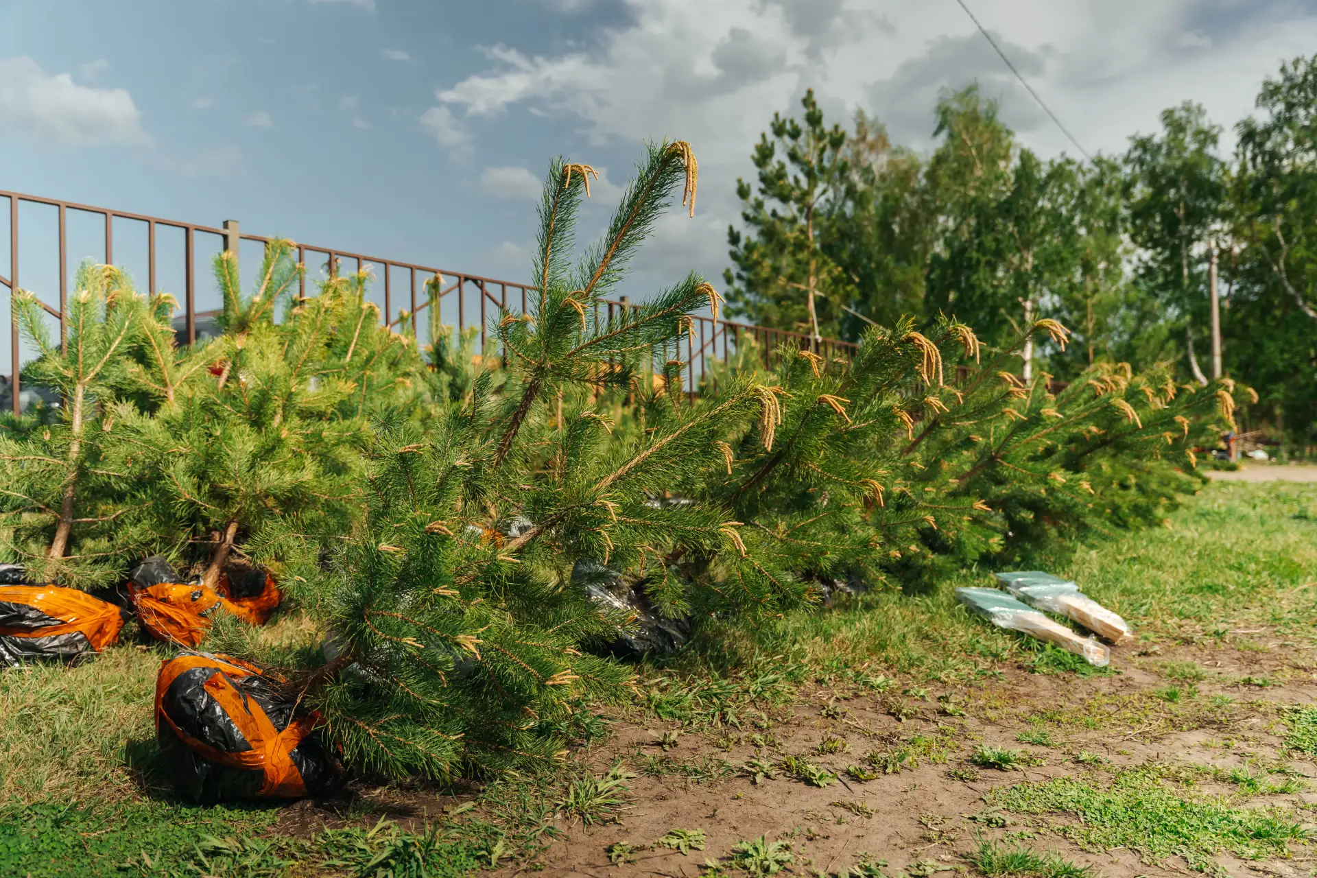 Наша добрая традиция продолжается🌲