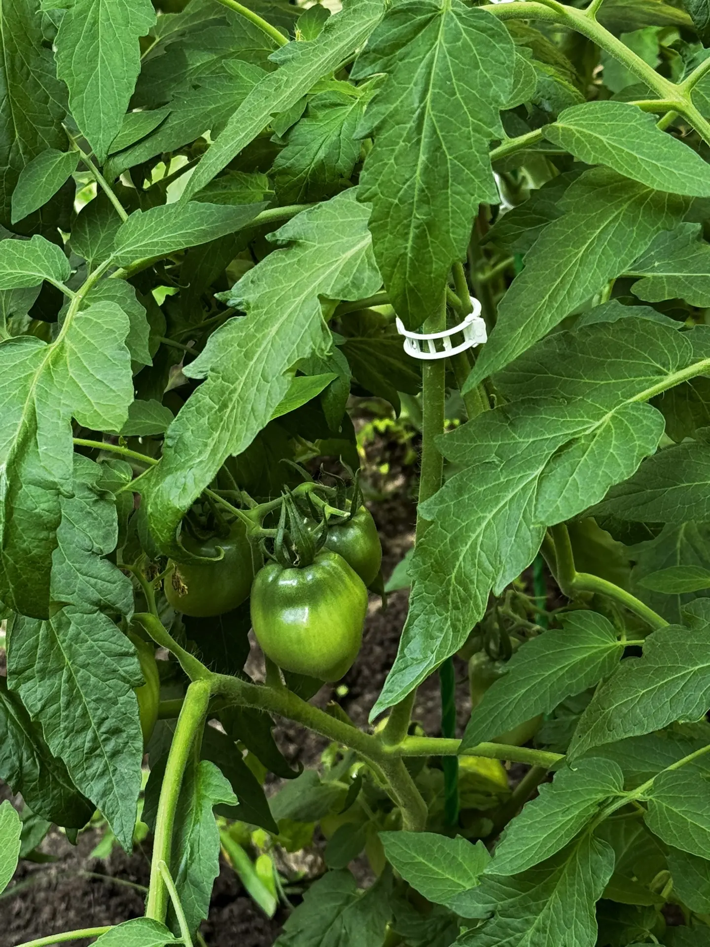 Маленькие чудеса на наших грядках 🌱🍅

☀️Кажется, наше солнце светит особенно ярко, ведь оно питает