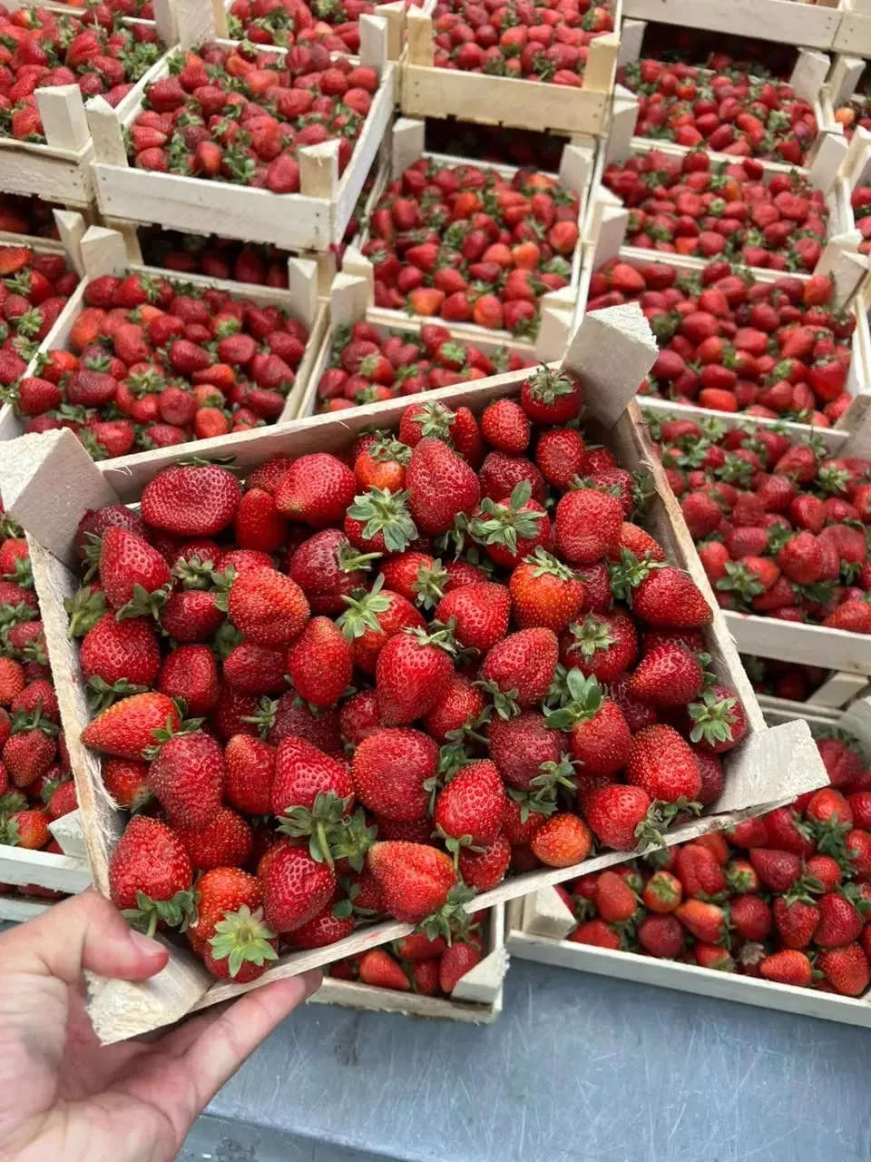27 июля 2026 года 
Витаминная свежесть уже в пути! 🍓

Свежие ягоды мчатся к вам прямо с плантаций, 