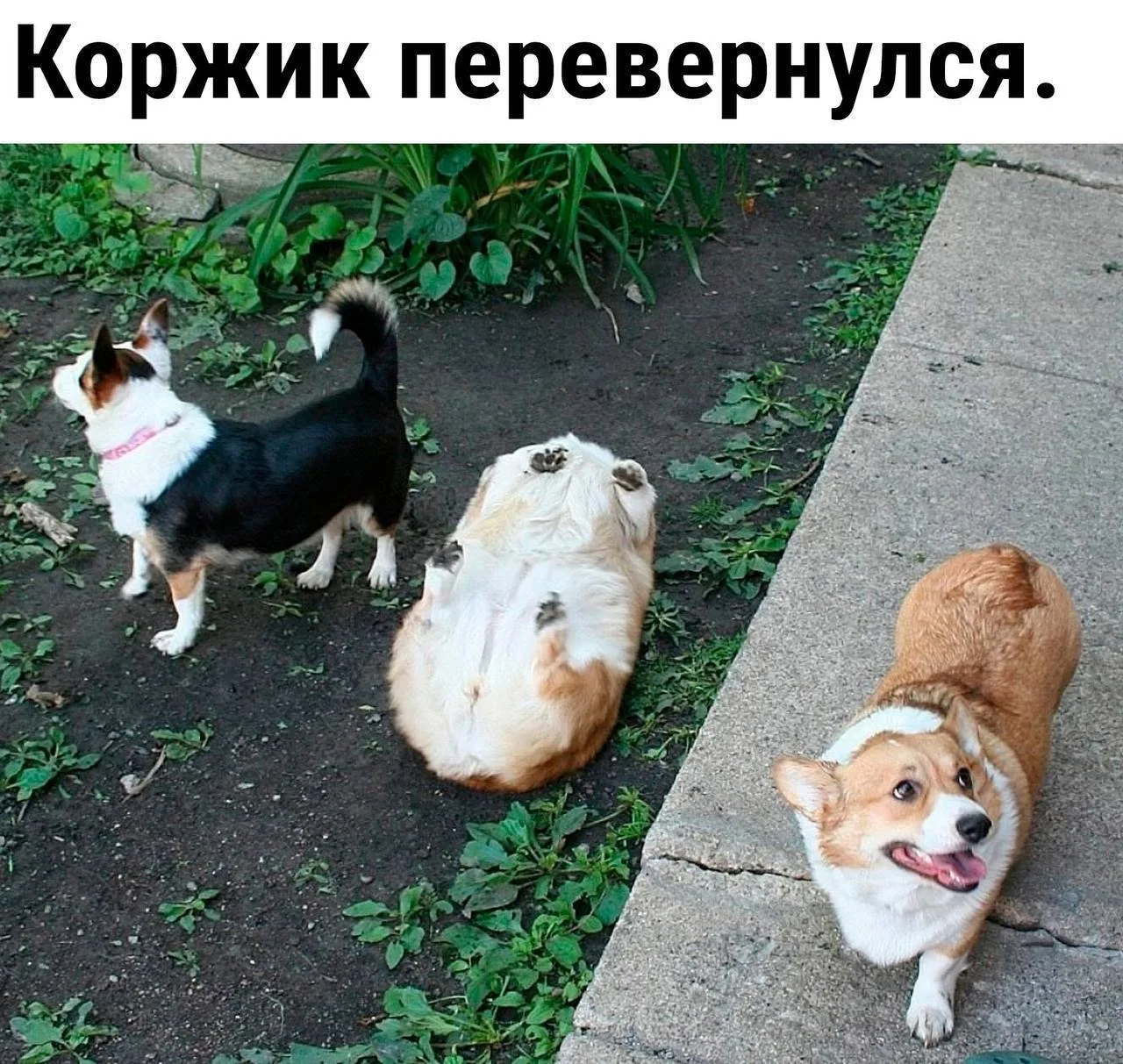 Шерстяной дружок 🐶
