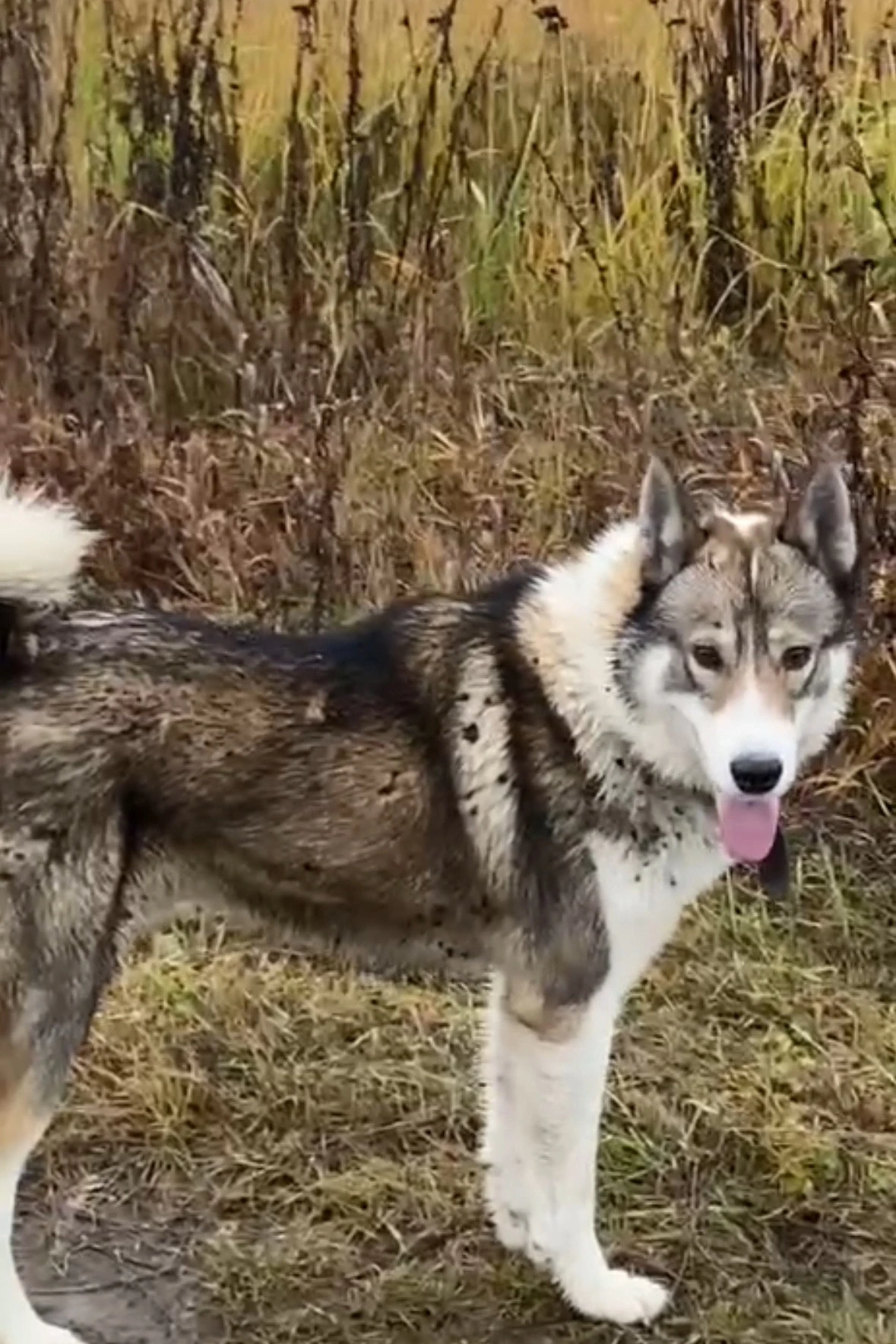 🐕Доброго времени суток, помогите пожайлуста найти собаку, западно сибирская лайка кличка Дружок 3,6