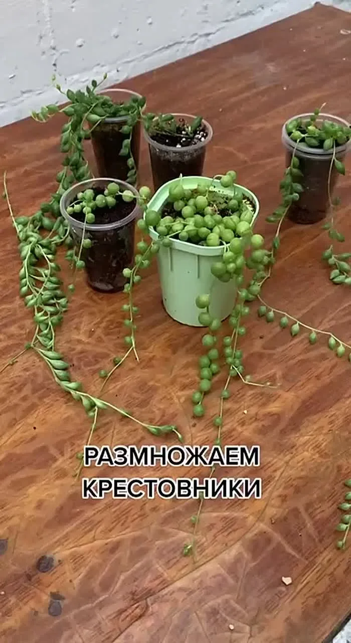 🌱 Размножаем крестовники