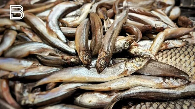 Более 74 тысяч тонн рыбы и морепродуктов экспортировали из Мурманской области с начала ...
