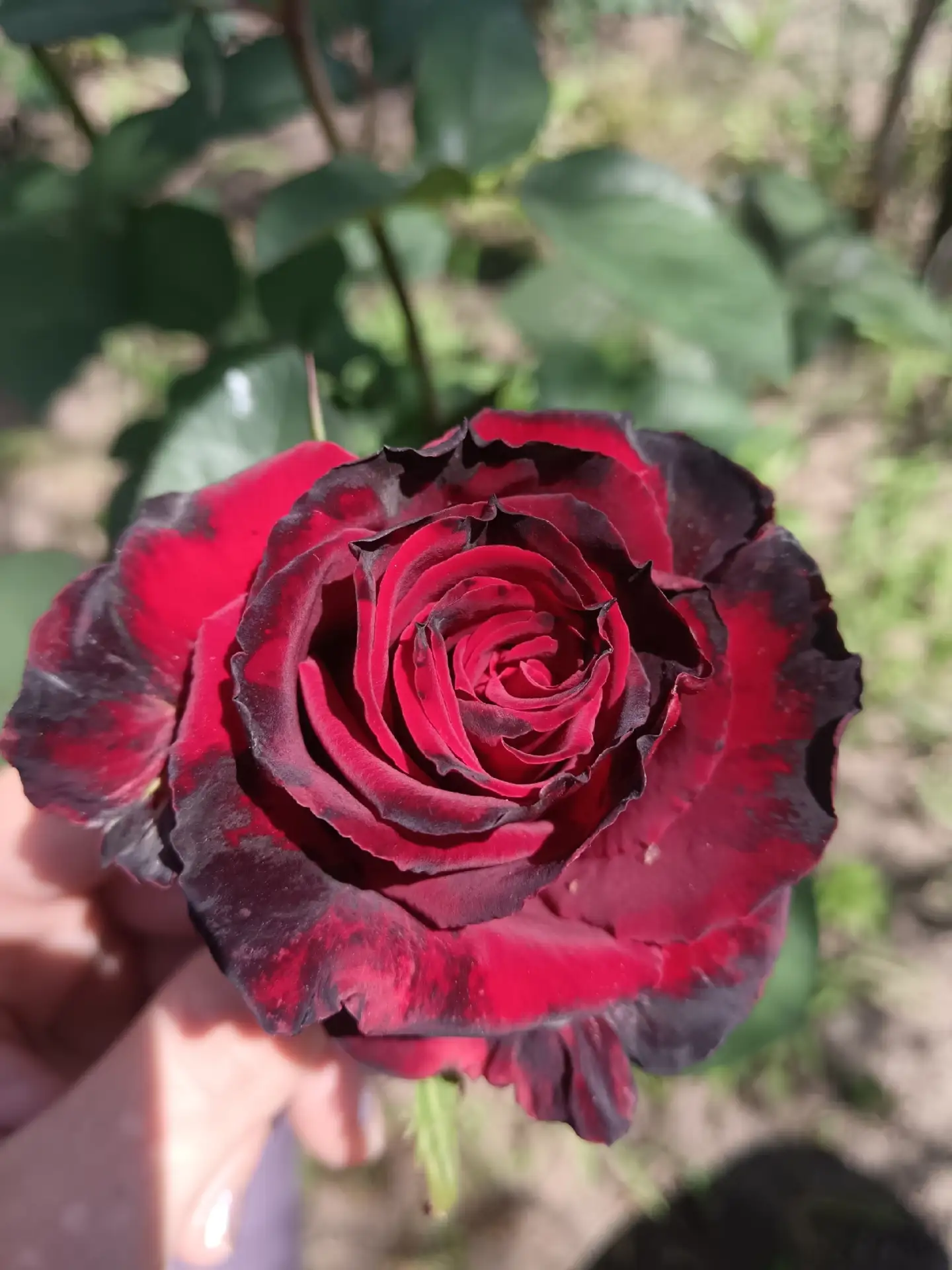 Тоже решила поделится красотой, которая у меня цветет сейчас.🙂 Подскажите, что за роза на 5 фото?
Н