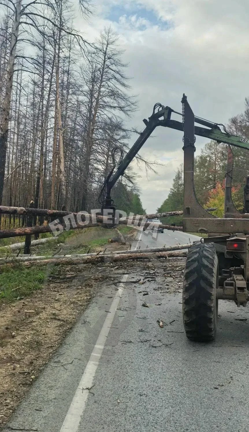 На Егорьевской трассе настоящий деревьепад