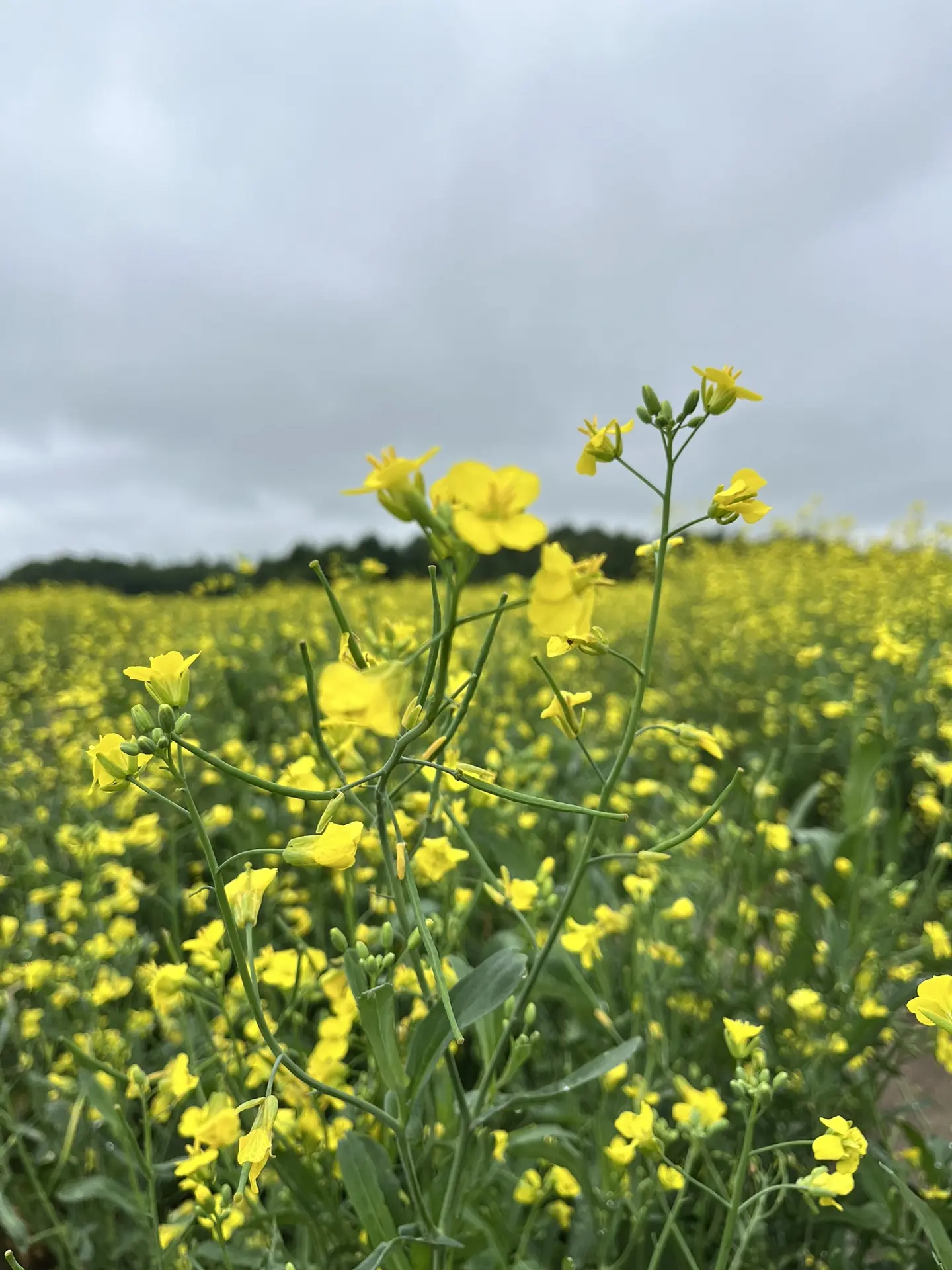 🌻Чудесные поля Сасовского округа.