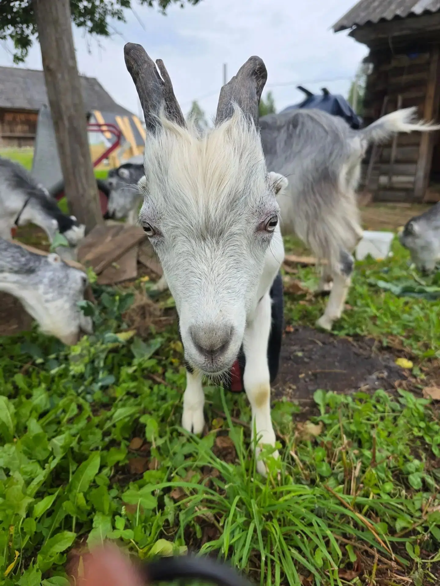 🐐🌿«Где коза прошла - там и солдат пройдет» - известное выражение великого русского по...