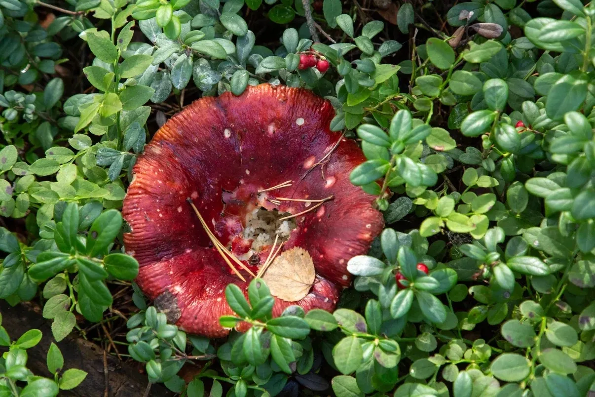 🍄‍🟫🌼🍒Краски осени: провожаем первую учебную, а для кого-то и первую рабочую неделю ...