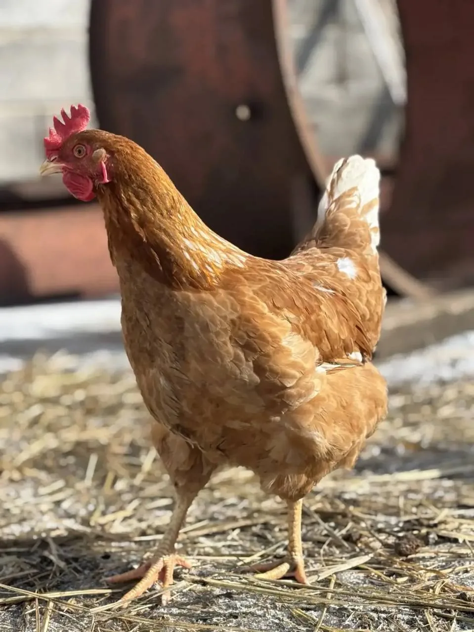 🐔 Куры, гуси и страусы — на учёт! В Белгородской области стартует тотальная перепись п...