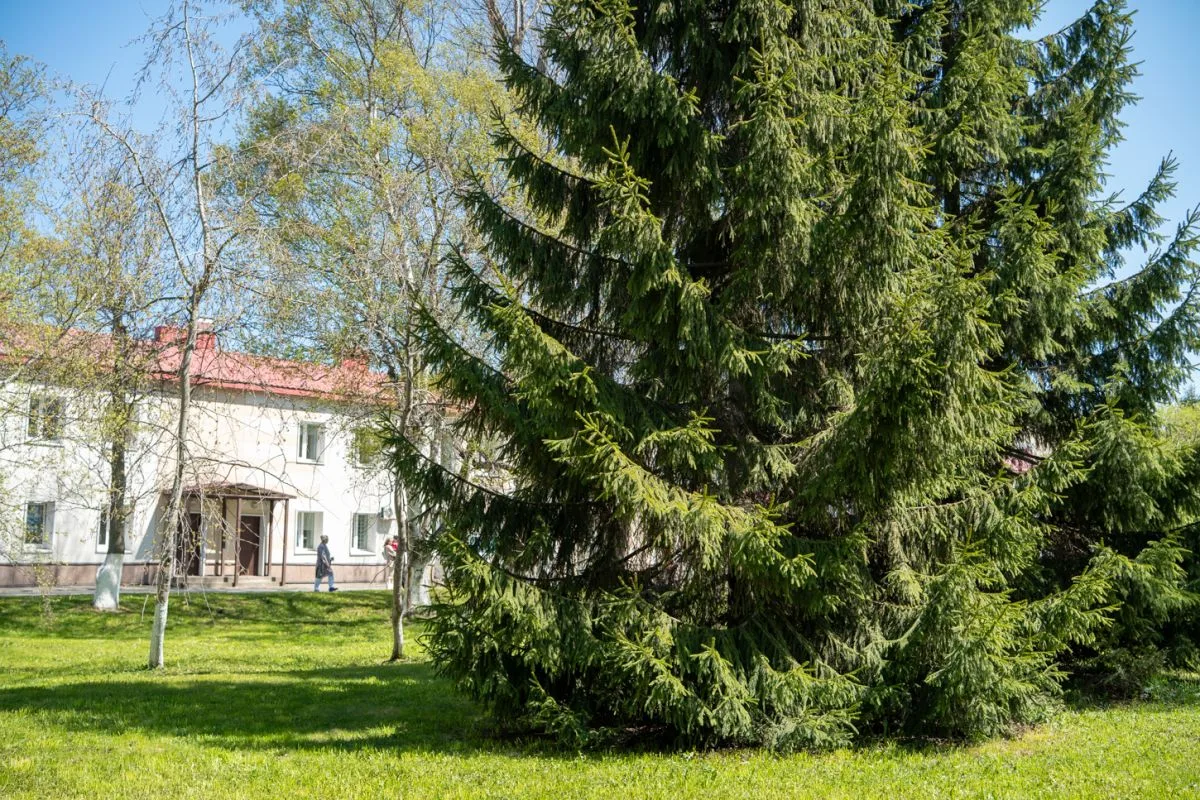 🌳 Коллектив детской областной больницы присоединился к озеленению Южно-Сахалинска  На территории мед