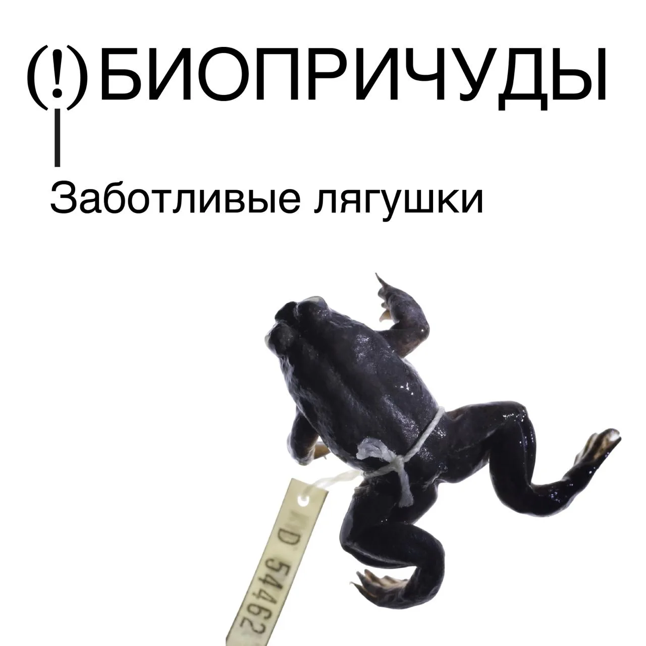 Самки заботливых лягушек Rheobatrachus silus, обитавших только в Австралии, заглатывали...