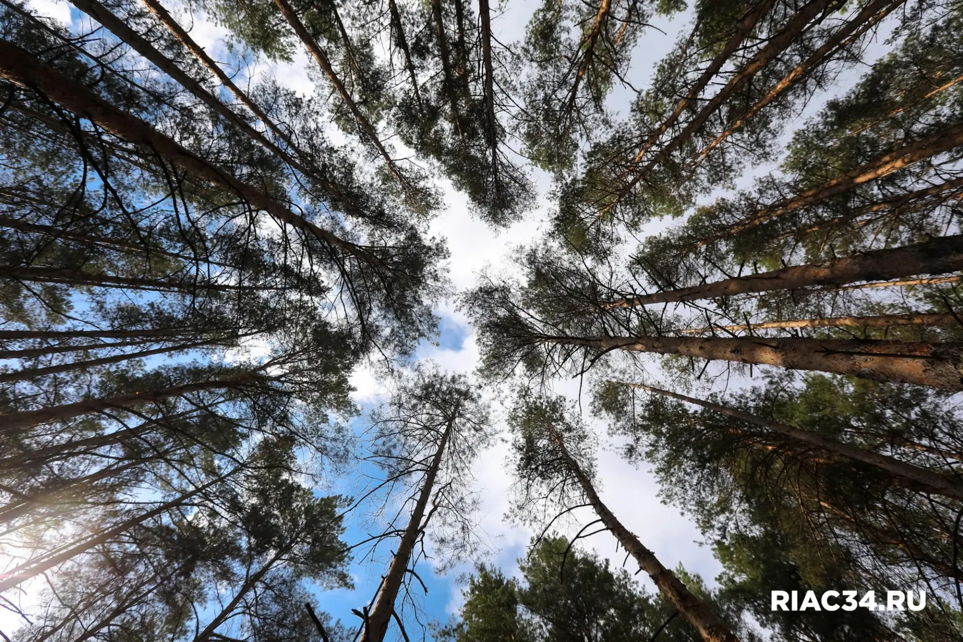 ❗ С 3 октября отменяется режим ограничения посещения лесов.