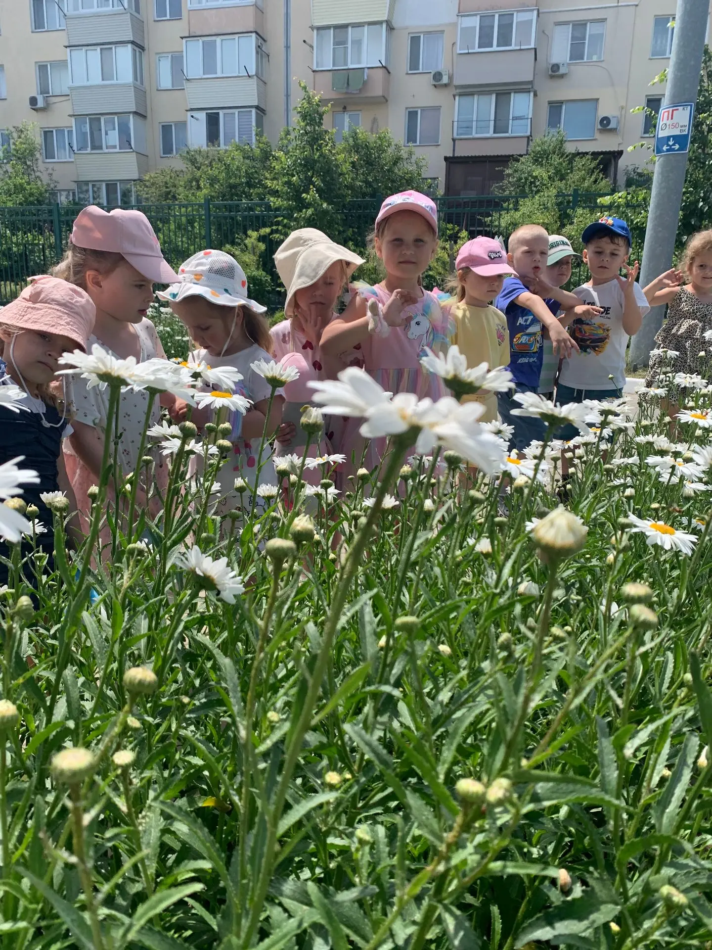 В нашем детском саду — ромашковое настроение🤍💛🤍!
Смотрите,  сколько их у нас расцвело! ✨
Они, мож