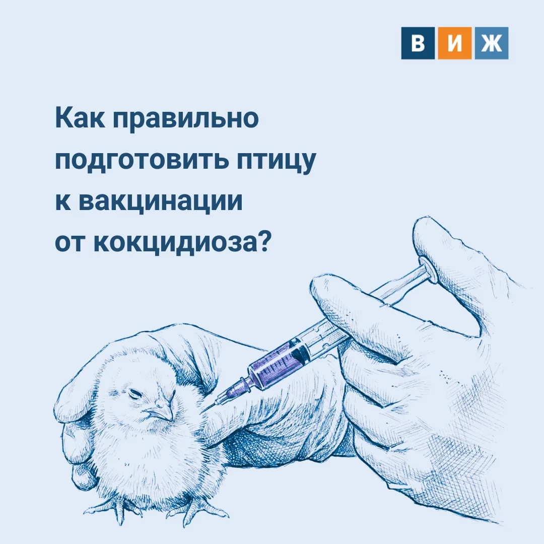 ❗️Можно безупречно провести вакцинацию от кокцидиоза, но допустить ошибки еще до ее нач...