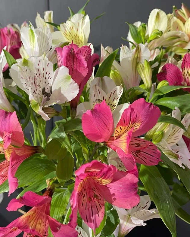 Альстермерия белая, розовая, красная . В пачке 10шт. 700руб за пачку🔥🌸