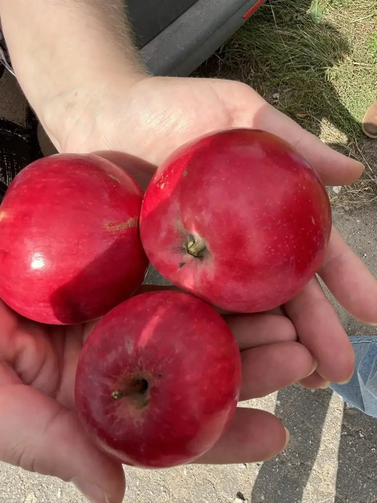 🍎🍏Наши организаторы ухода поздравляют всех с Яблочным Спасом!