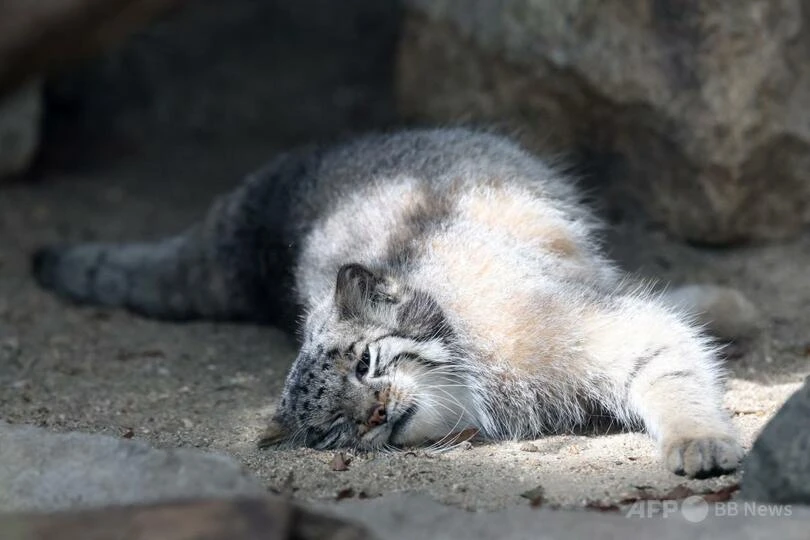 Не хочууууу вставать.... 😾