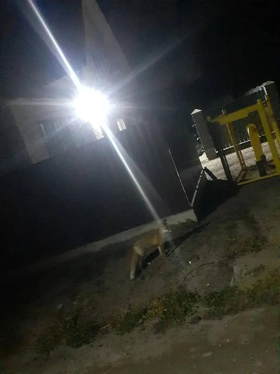 🦊 Лиса прибежала в П. Новые зори. Очевидцы лису заметили на улице Станционная.