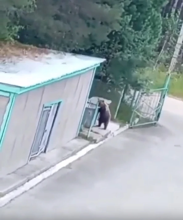 Медведя обнаружили возле Североуральска на территории санатория «Серебряный меридиан». ...