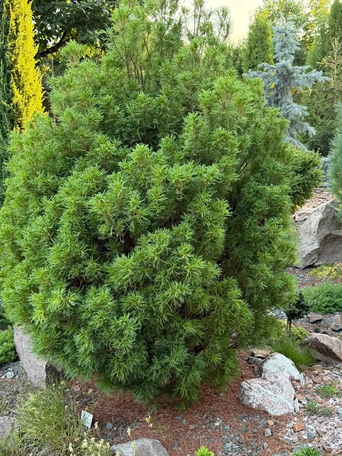 Pinus strobus 'Squiggles'
Сосна веймутова

Омск
Сад Анжелики Колесник
#Сосна
#Сосна_веймутова
#СадАн