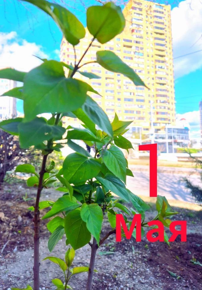 С праздником- с Днем Весны и Труда!🌸