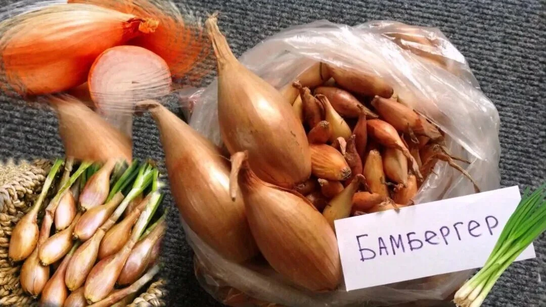🧅 Происхождение сорта: немецкие корни и голландское «гражданство»