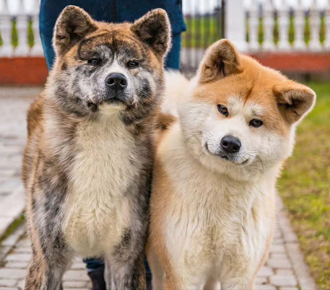 Холёные самураи😍