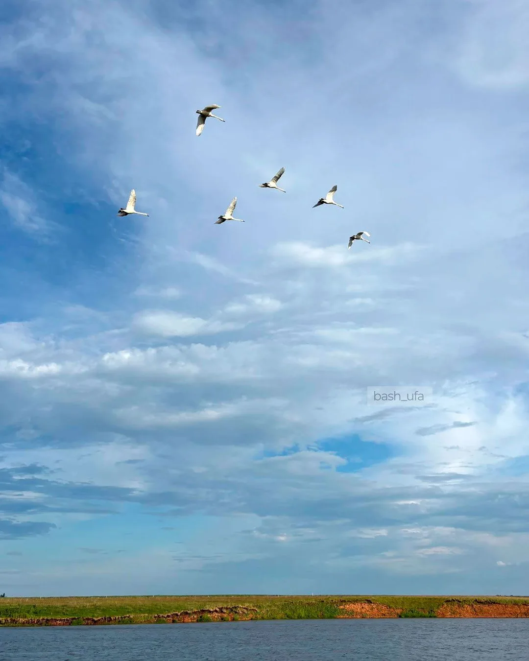 Лебеди в Дюртюлинском районе 🦢
