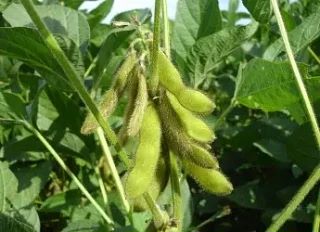 🌱 В России нашли способ создать растения, которые успевают созреть за короткое лето.