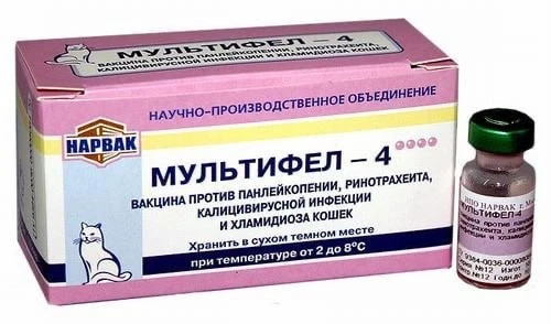 ⚡️ Вслед за собаками умирают кошки: российские кошатники жалуются на отечественную вакц...
