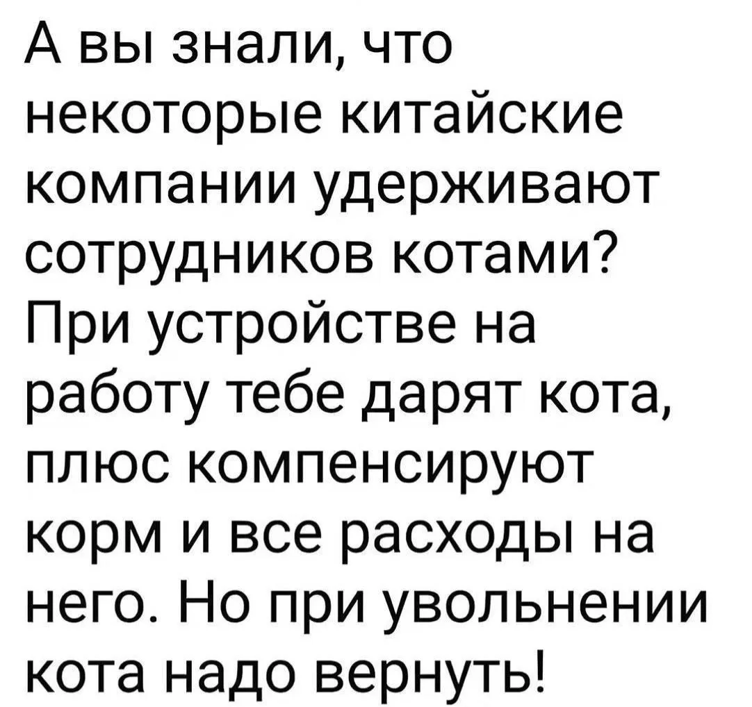 Да как они смеют манипулировать самым дорогим! Кошачьей привязанностью 🫣