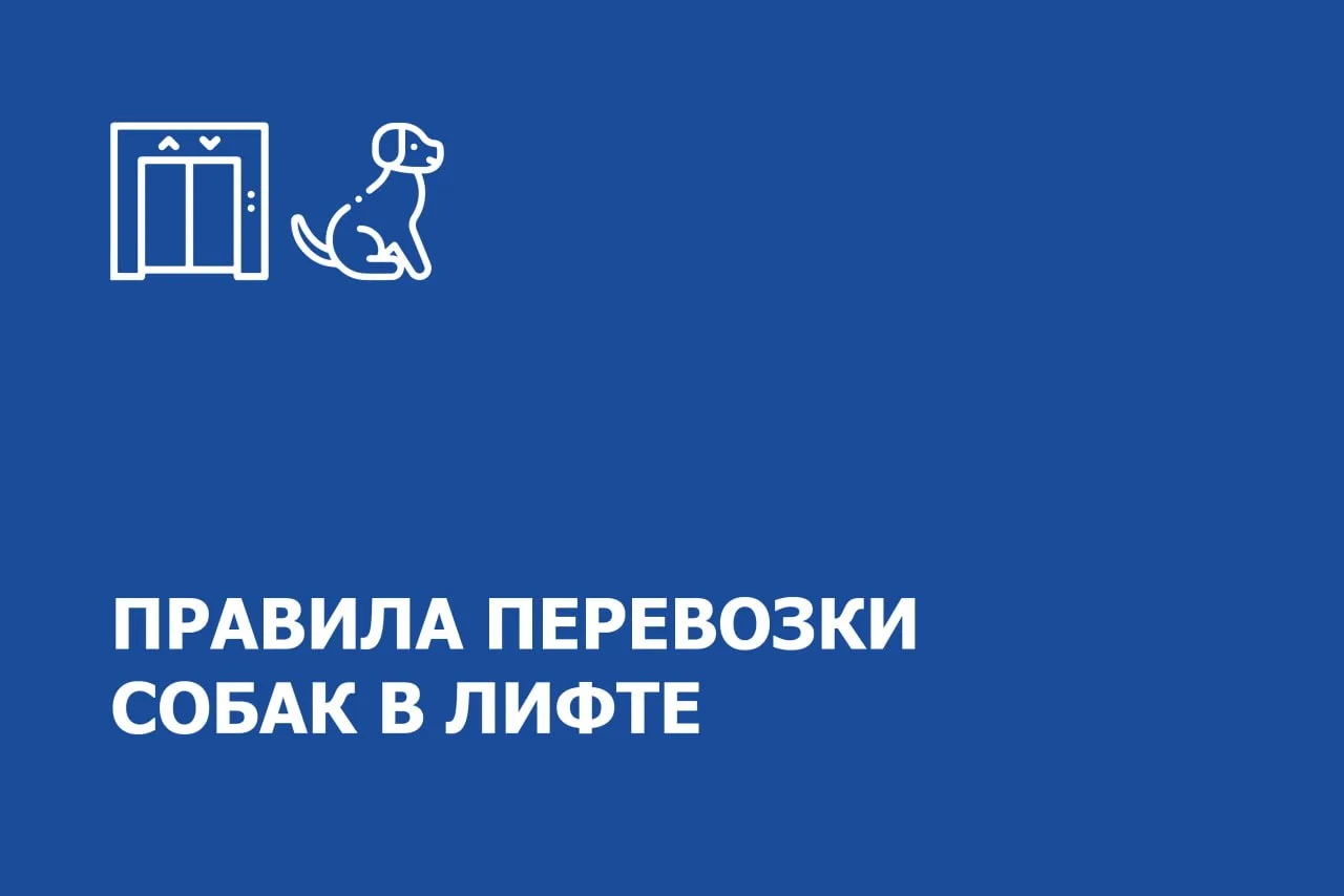 Следите за поведением своих любимцев!

В лифте и лифтовом холле при ожидании лифта держите питомца з