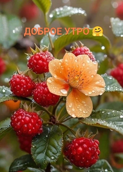 Доброе утро. Хорошего дня и отличного настроения!