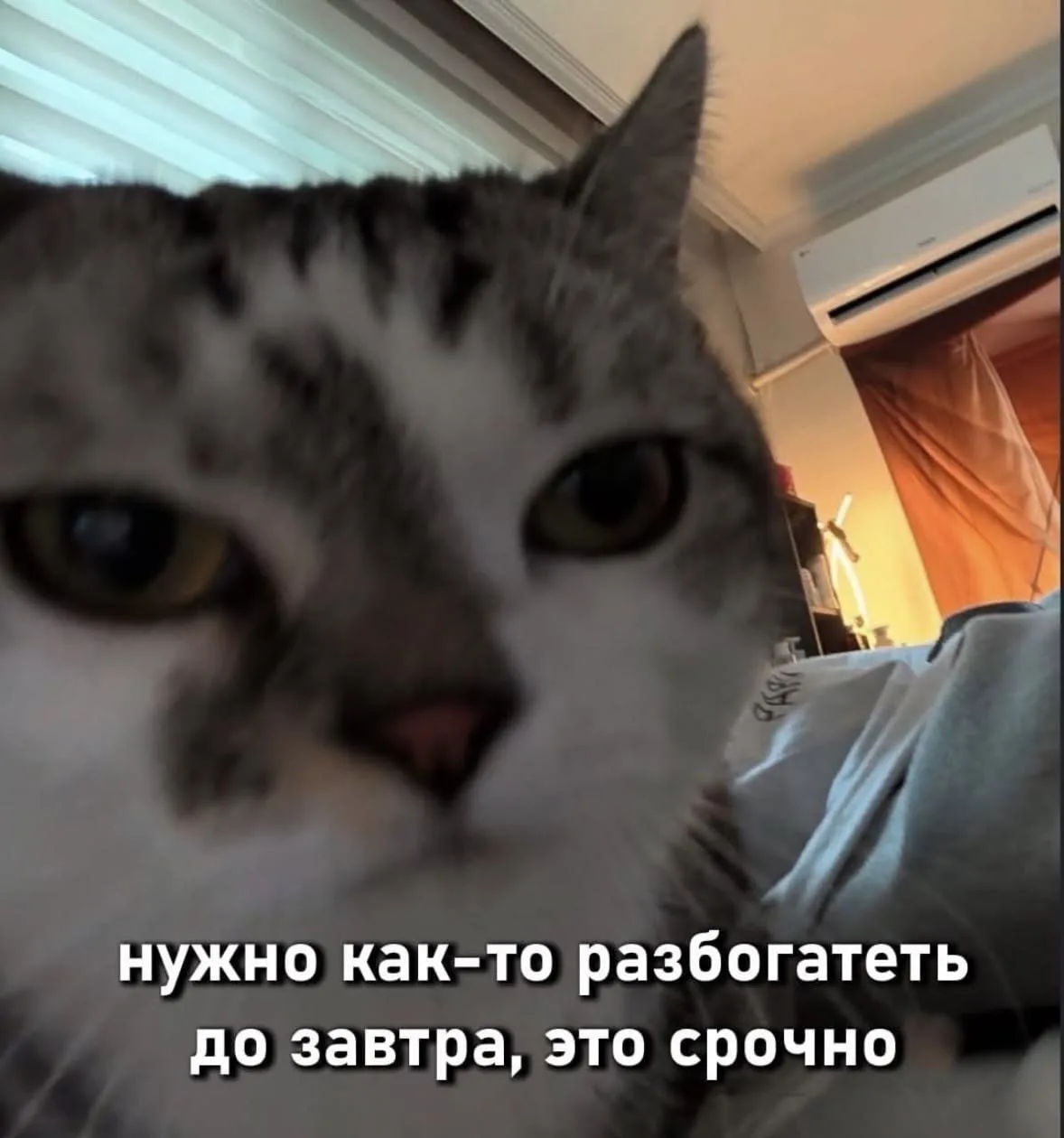 POV: когда FOXY выпустили очередные новинки