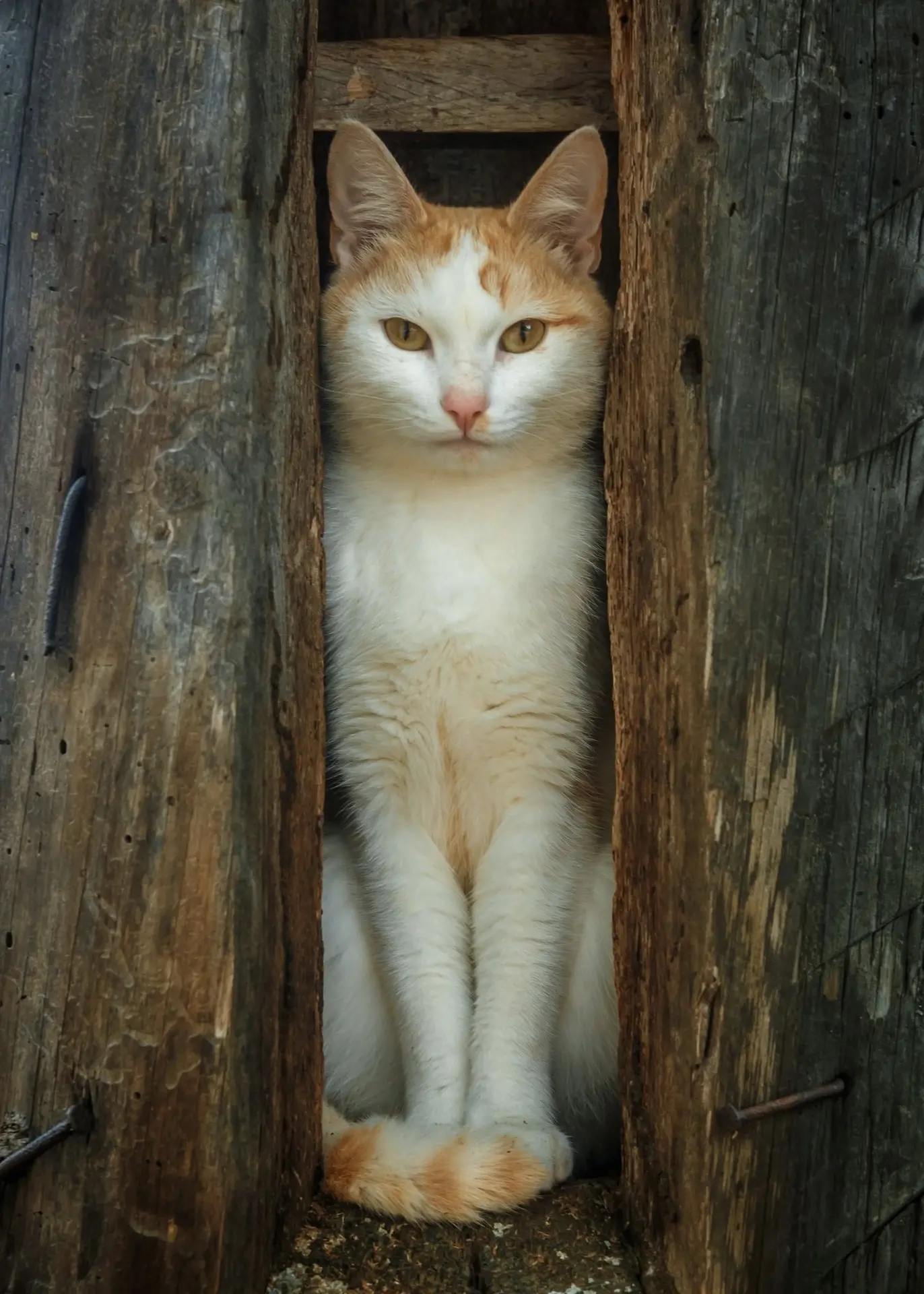 Чусовской "Котопчёл" 🐱🐝
